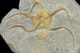 Ordovician Brittle Star (Ophiura) - Morocco #140789-1